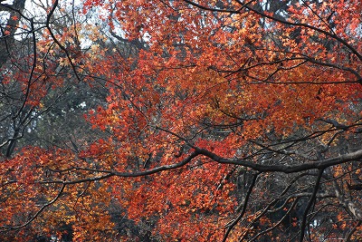 20101226_2.jpg